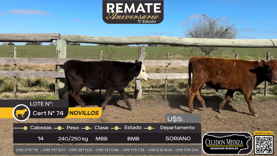 Lote 14 Novillos en Cuchilla del Perdido, Soriano