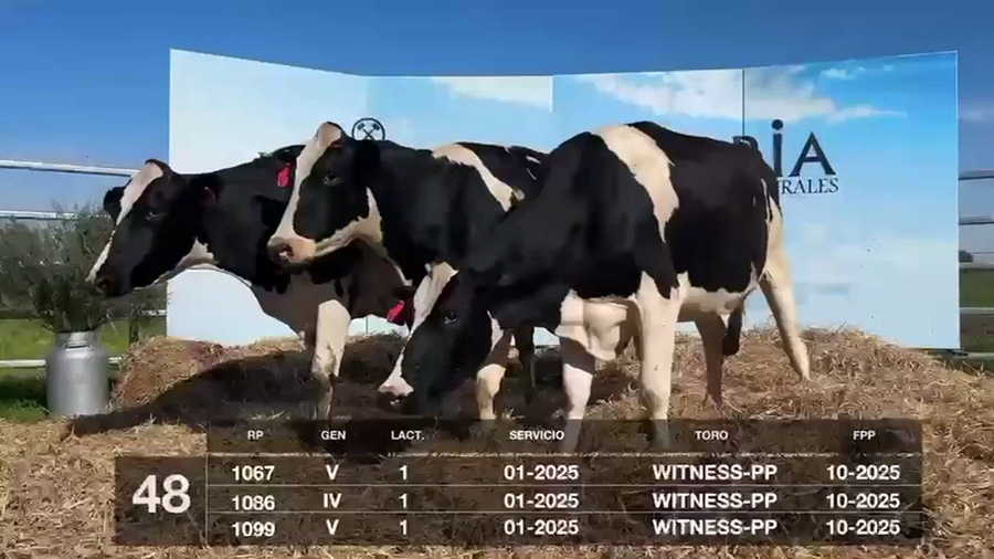 Lote VACAS Y VAQUILLONAS PRÓXIMAS