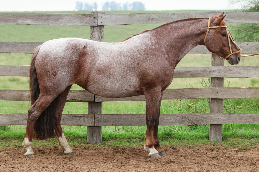 Lote Refranera de los Recuerdos