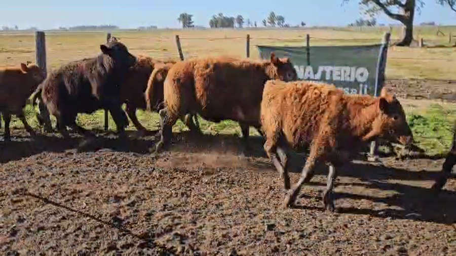 Lote 50 Terneros en Buenos Aires, Bolívar