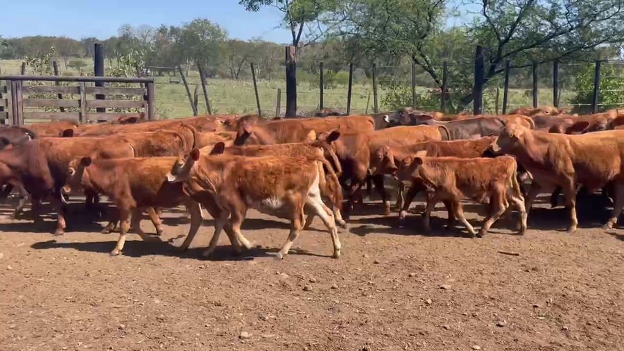 Lote 120 Terneros/as en Profundidad, Mendoza