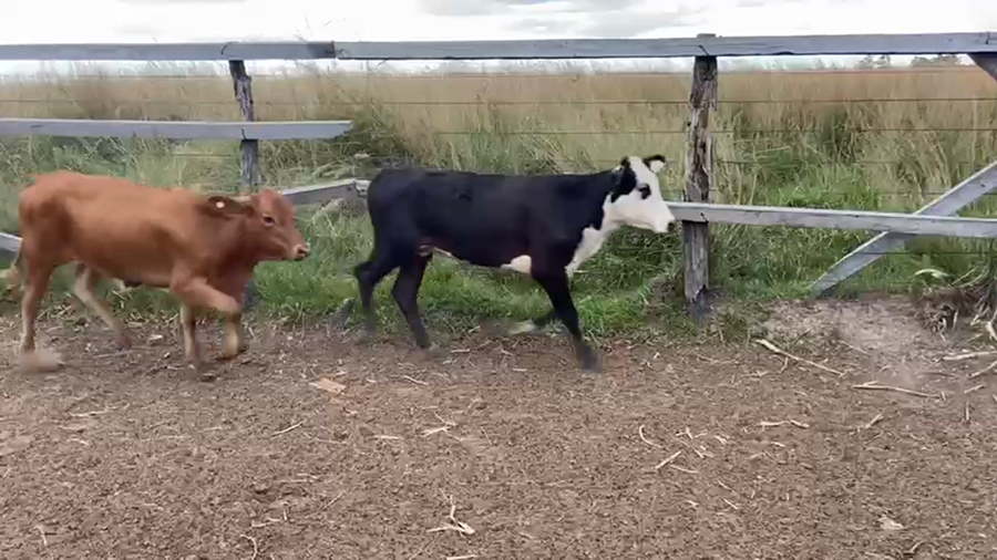 Lote 120 Terneros/as