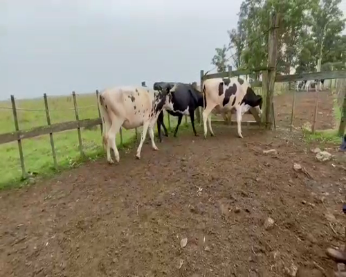 Lote (Vendido)3 Vaquillonas 1 a 2 años HOL a remate en Entre Martillos en PASO DEL REY