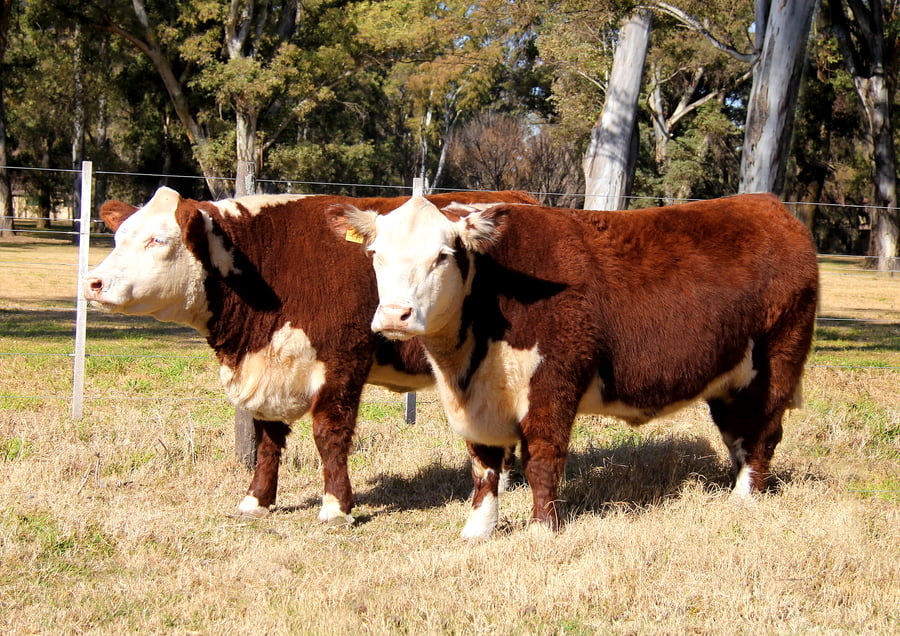 Lote VAQUILLONAS PURO PEDIGREE (Corral 3)