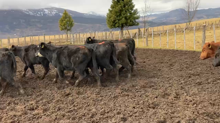 Lote 39 Ternero en Coyhaique, XI Región Aysén