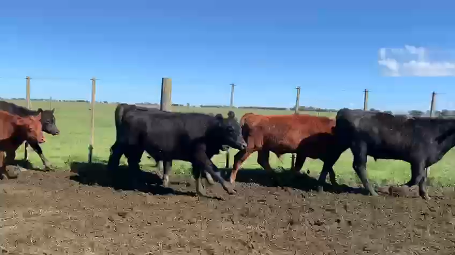 Lote 70 Terneros en Azul