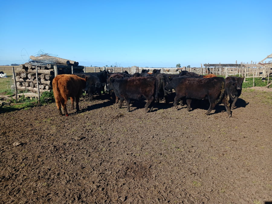 Lote 21 Terneros/as en Rauch