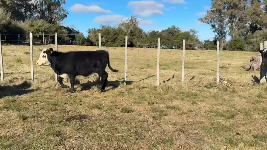 Lote TERNERAS