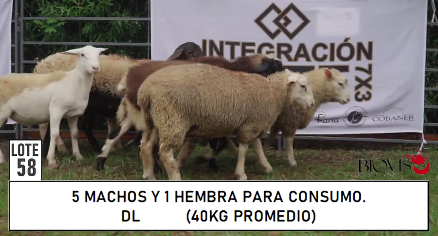 Lote LOTE 58- PARA CONSUMO