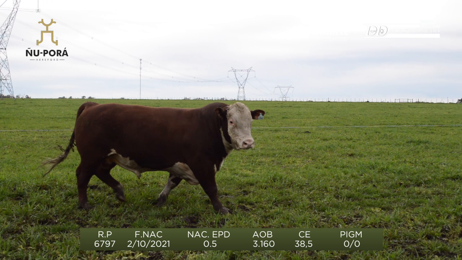 Lote Toros a remate en Remate anual Ñu Porá 2023, Paysandú