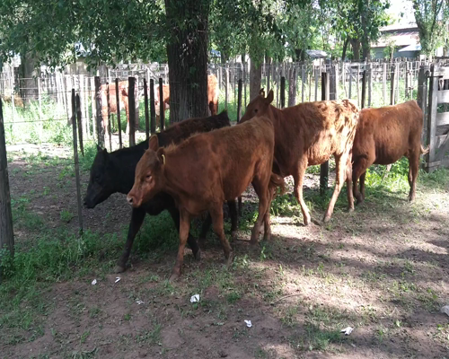 Lote 14 Vaquillonas en Gral. Lamadrid, Buenos Aires