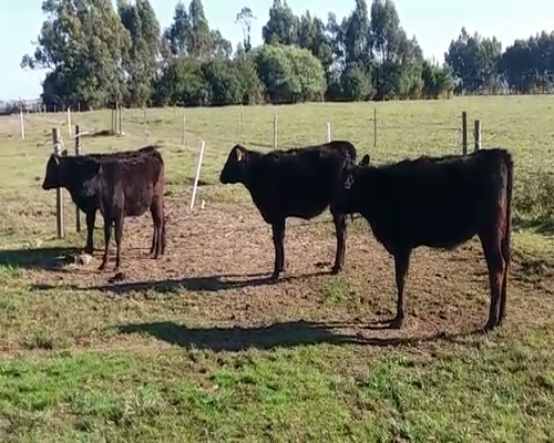 Lote (Vendido)4 Terneras AA/ HO 160kg -  en PUEBLO CUFRE