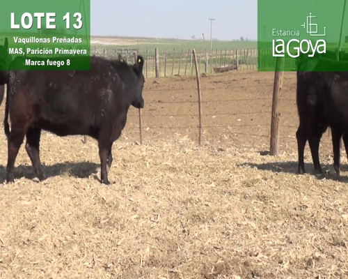 Lote VAQUILLONAS PREÑADAS MAS PARICIÓN PRIMAVERA