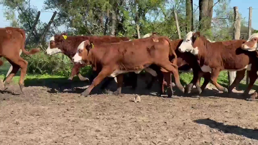 Lote 70 Terneros/as en Corrientes, Monte Caseros