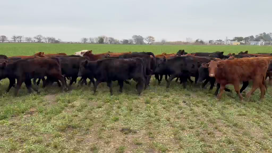 Lote 85 Terneras