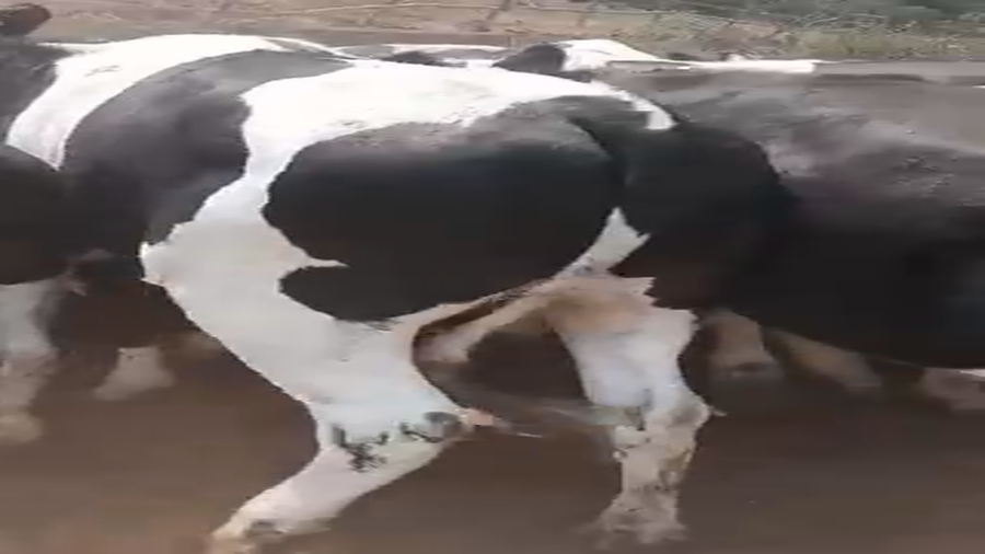 Lote 40 Novillo Gordo en Melipilla, Región Metropolitana