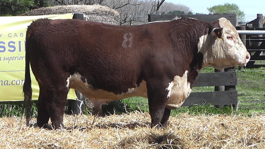 Lote TOROS P. HEREFORD PURO REGISTRADO