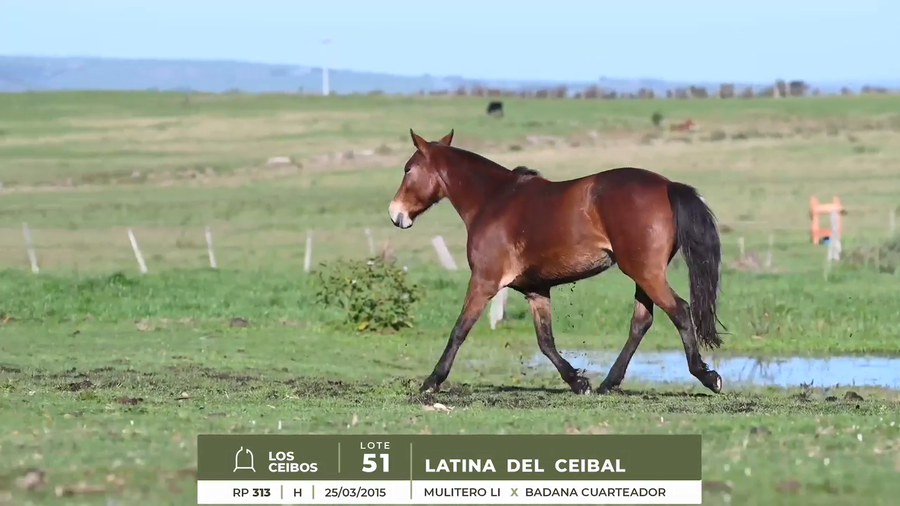 Lote LATINA DEL CEIBAL