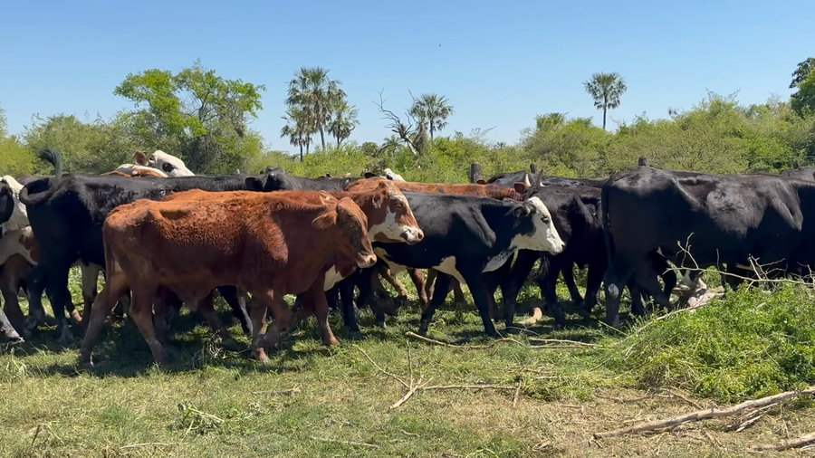 Lote 60 Novillitos