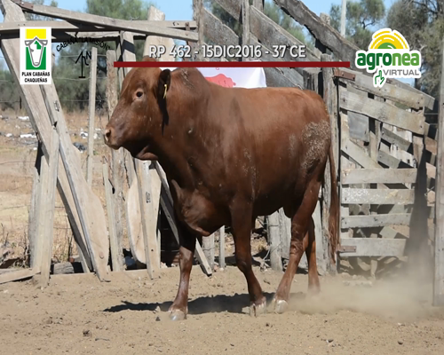 Lote TOROS SAN IGNACIO "LA MISION"