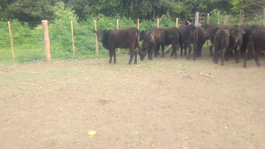 Lote 42 Terneros en Bolívar, Buenos Aires