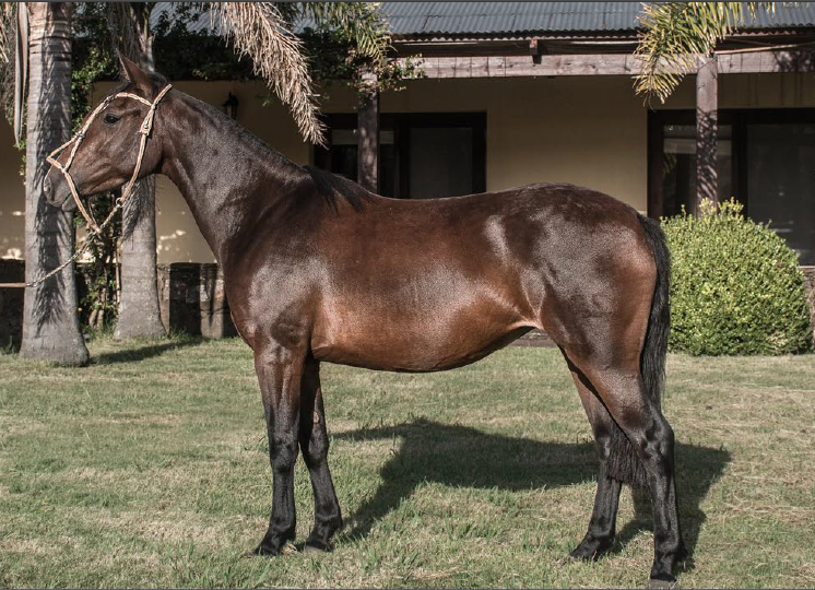 Lote ENEMIGA DEL MAVIAL