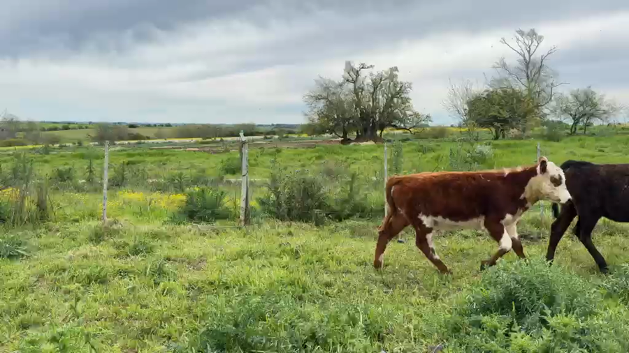 Lote TERNERAS