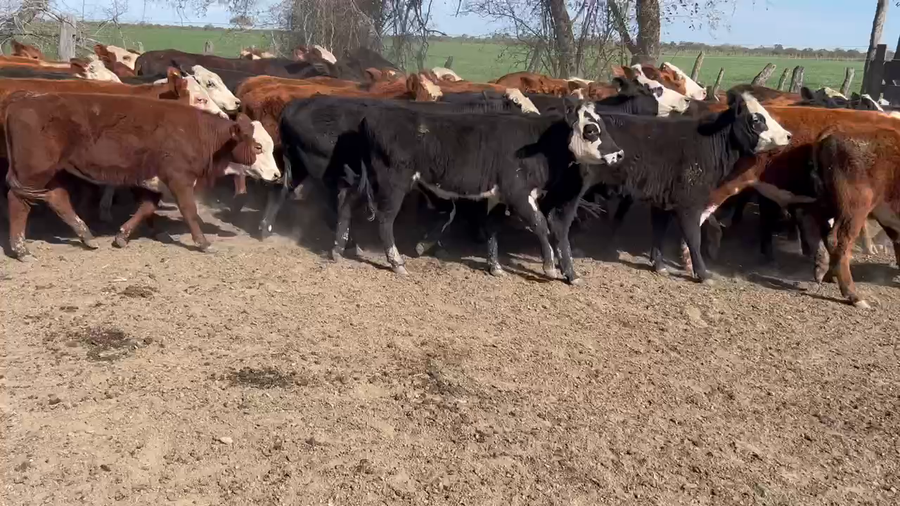 Lote 85 Terneros/as en Maciá, Entre Ríos