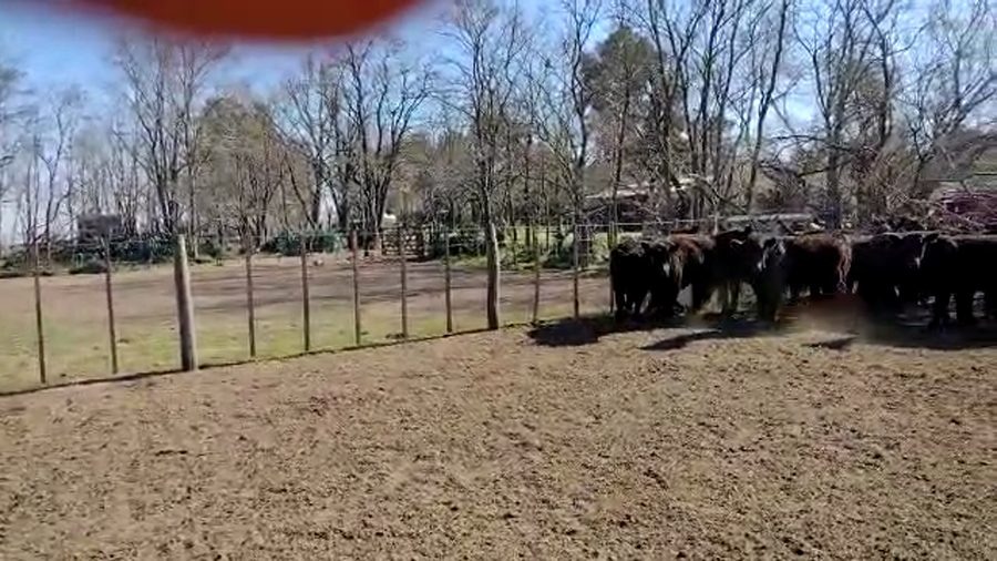 Lote 30 Novillitos en Bonifacio, Buenos Aires