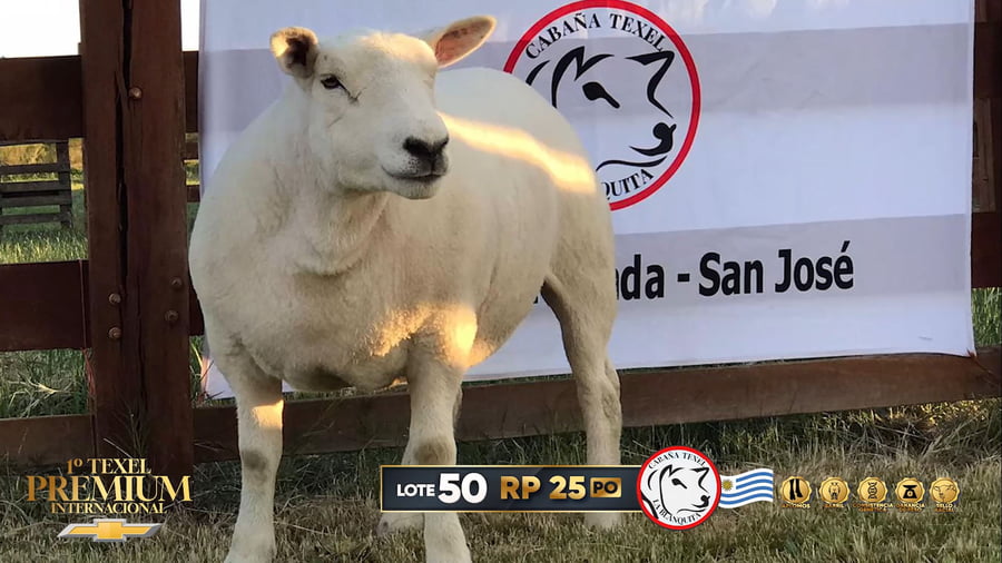 Lote Corderas a remate en 1º Texel Premium Internacional, Canelones