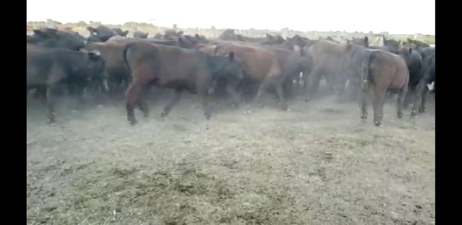 Lote 63 Terneros en Villaguay, Entre Ríos