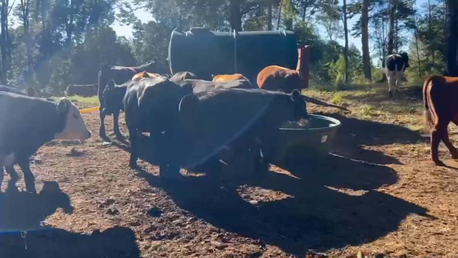 Imagen 1 del Lote Lote 55 Novillo Engorda en Los Muermos, X Región Los Lagos