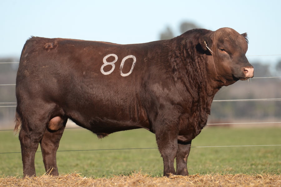 Lote TORO ANGUS PC