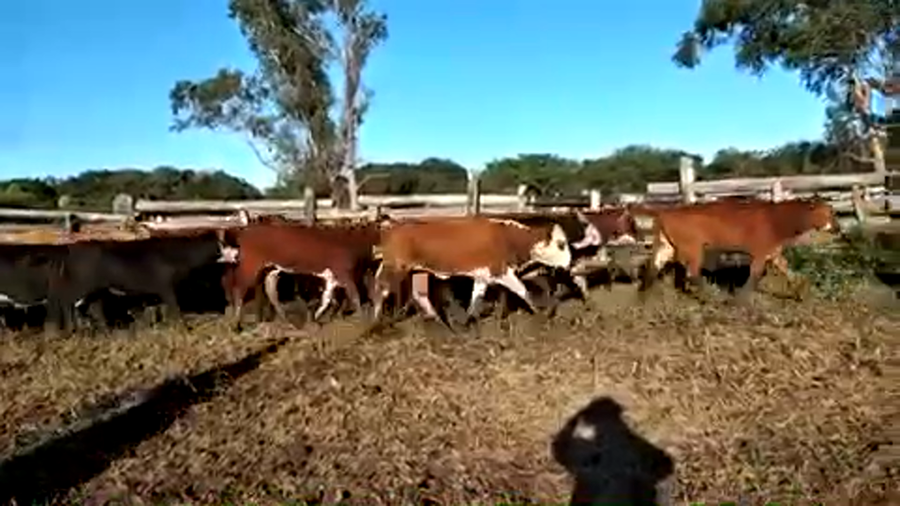 Lote 58 Vaquillonas P/ entorar en Formosa, Formosa