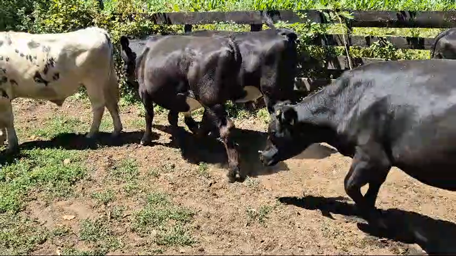Lote 27 Novillo Engorda en Panguipulli, XIV Región Los Ríos