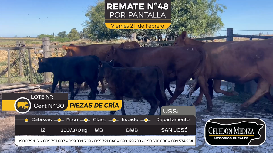 Lote 12 Piezas de cría en Otra Localidad, San José