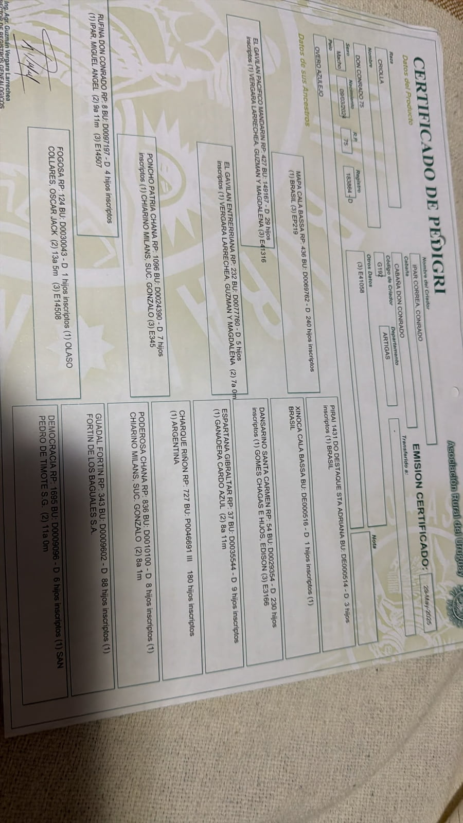 Lote Padrillo