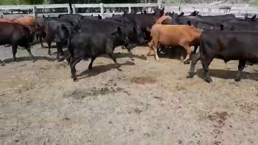 Lote 60 Terneros/as en Villaguay, Entre Ríos