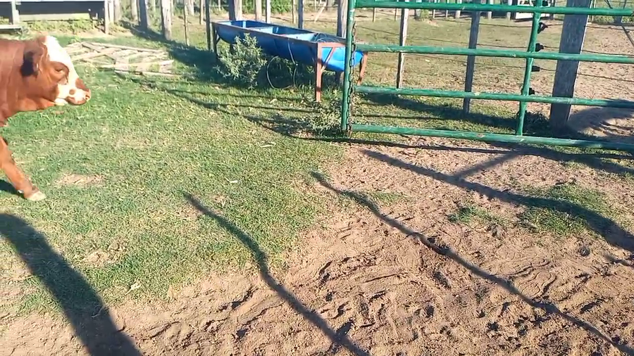 Lote 35 TERNERAS Y TERNEROS BRAFORD EN VERA Y PINTADO, SANTA FE