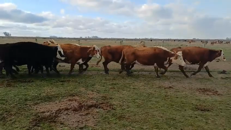Lote 31 Vacas de Invernada 6 RA,  8 HE,  1 AA,  1 HO,  1 CH X AA,  1 AA X SH,  2 AA X HE,  11 HE X RA a remate en 5º Remate Pantalla Bachino 405kg -  en QUEBRACHO KM132 A 4KM DE LASCANO