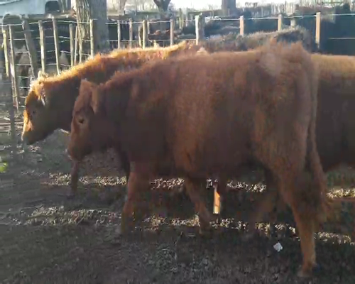 Lote 5 Novillitos en Gral. Lamadrid, Buenos Aires