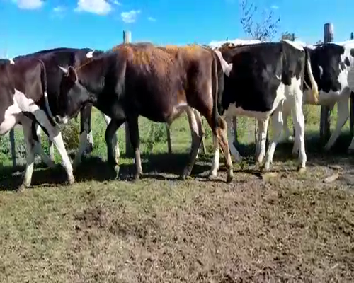 Lote (Vendido)11 Terneros HOL-JE a remate en Entre Martillos 221kg -  en SAN JOSE