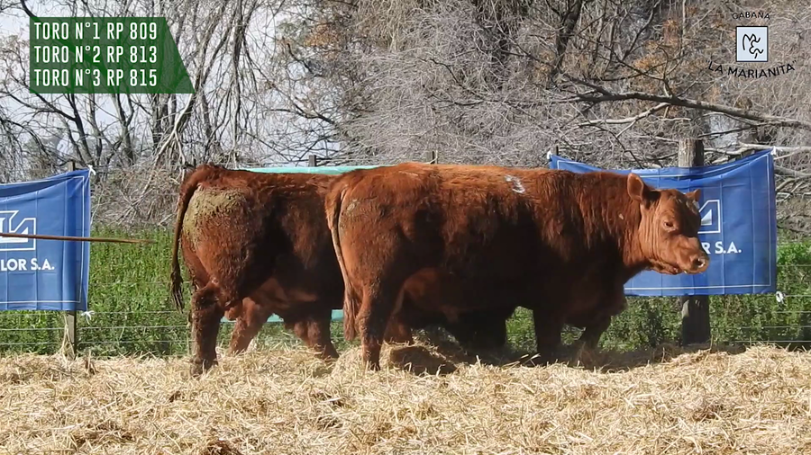 Lote "Cabaña ""La Marianita"" Toros Angus PC"