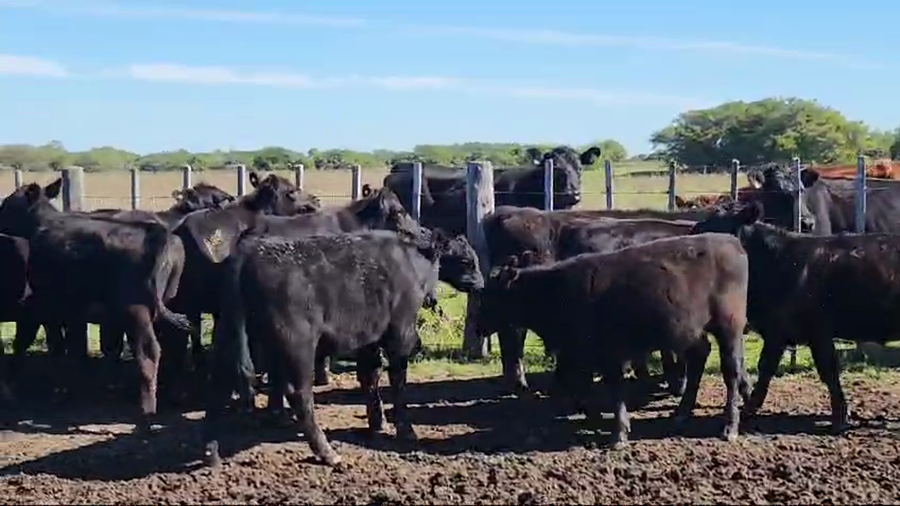 Lote 42 Terneros en Punta Indio, Buenos Aires