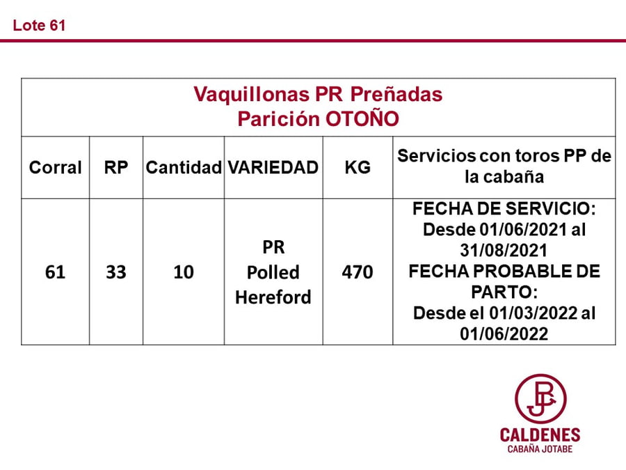 Lote VAQUILLONAS PREÑADAS PR POLLED HEREFORD -PARICION OTOÑO 2022-
