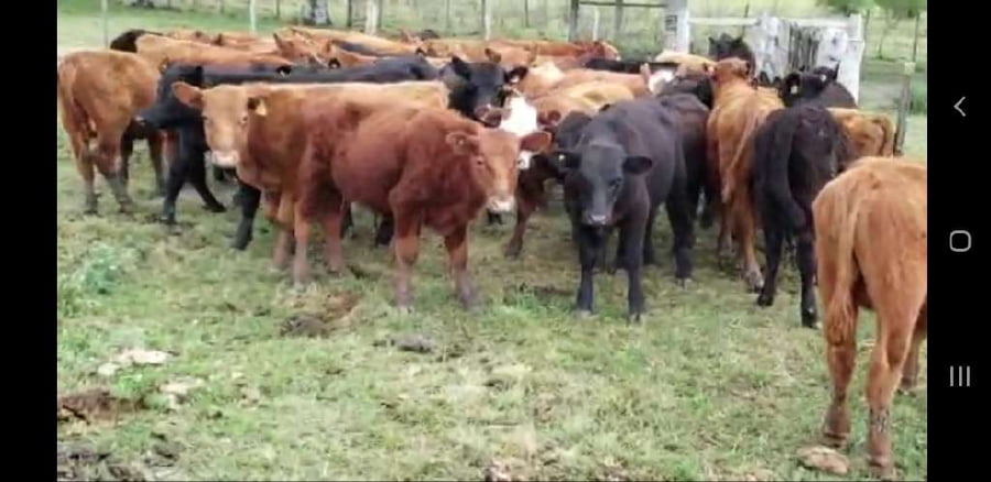 Lote 43 Terneros/as en Villaguay, Entre Ríos