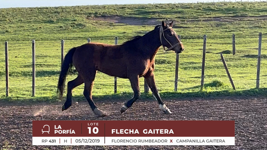 Lote FLECHA GAITERA