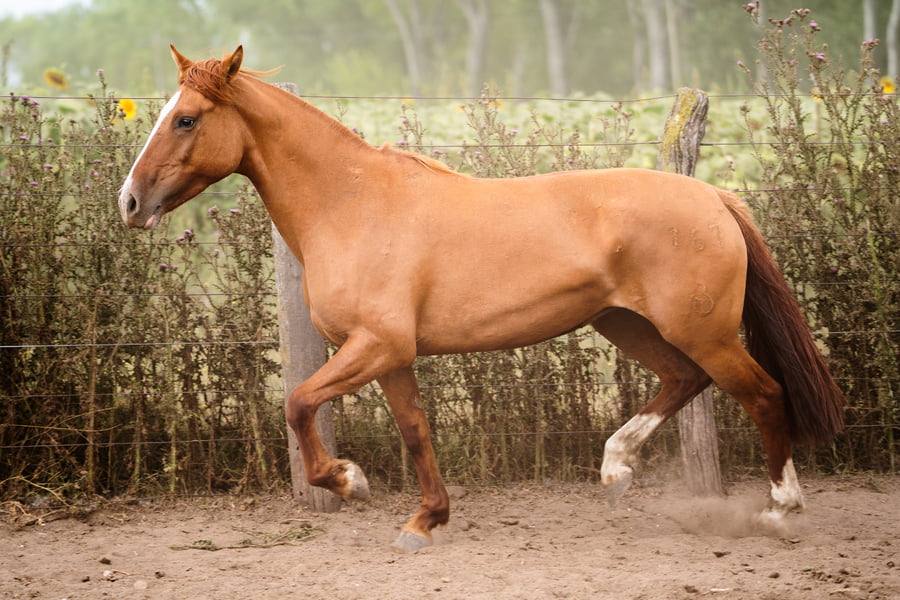 Lote NAMUNCURA LETRADA