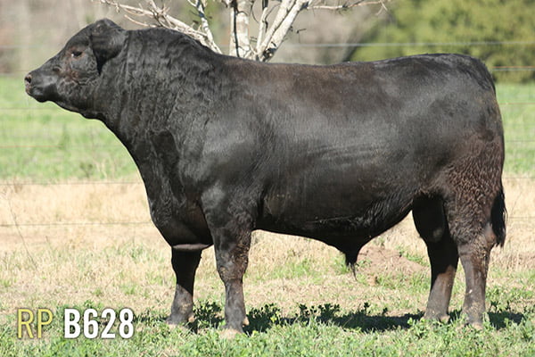 Lote 3 TOROS PUROS DE PEDIGREE