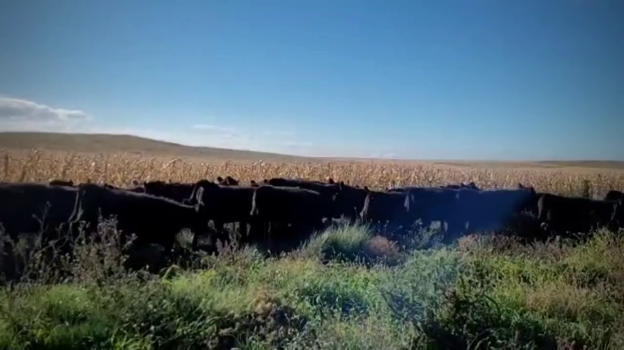 Lote 60 Terneras en Coronel Pringles, Buenos Aires